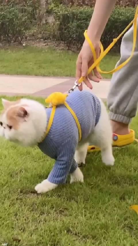 加菲最新爆料新闻视频,揭秘娱乐圈惊人内幕！